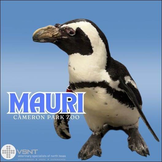 Mauri the Penguin